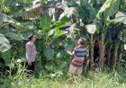 Bhabinkamtibmas-Jemundo-Polsek-Taman-Tinjau-Perkembangan-Tanaman-Pisang-di-Lahan-P2B-Warga