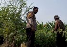 Kepedulian-Bhabinkamtibmas-Tambak-Kalisogo-kepada-Lansia-Penggerak-Ketahanan-Pangan-di-Tengah-Patroli