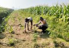 Polresta-Sidoarjo-Dorong-Swasembada-Pangan-Lewat-Pendampingan-Budidaya-Jagung
