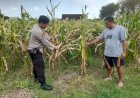 Optimalkan-Ketahanan-Pangan,-Polisi-Pantau-Perkembangan-Tanaman-Jagung-di-Desa-Bulang