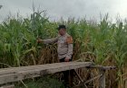 Bhabinkamtibmas-Polsek-Candi-Pantau-Pertumbuhan-Jagung,-Dukung-Program-Ketahanan-Pangan