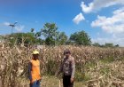 Polisi-Pantau-Pertumbuhan-Jagung,-Dukung-Ketahanan-Pangan-di-Kecamatan-Prambon
