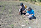 Polsek-Taman-Patroli-Ketahanan-Pangan-Beri-Semangat-Petani-Tingkatkan-Panen