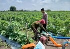 Polisi-Dukung-Ketahanan-Pangan-Petani-Melon