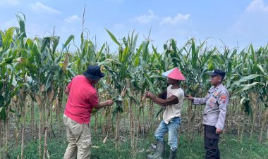 Polisi-dan-Petani-Optimalkan-Lahan-Jagung-di-Prambon-Demi-Dukung-Ketahanan-Pangan