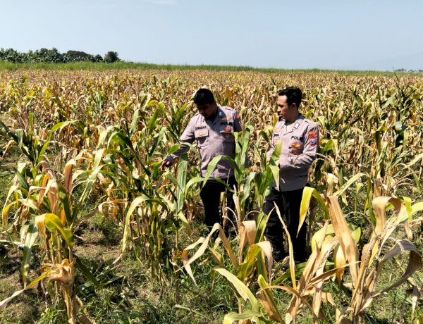 Panen Jagung di Desa Bulang, Polisi Dampingi Petani Sukseskan Ketahanan Pangan