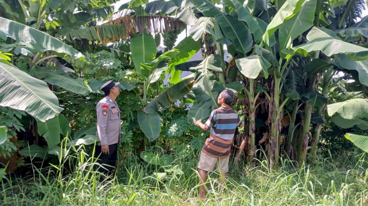 Polresta Sidoarjo | Wujudkan Ketahanan Pangan, Bhabinkamtibmas Polsek Taman Apresiasi Perkembangan Pohon Pisang