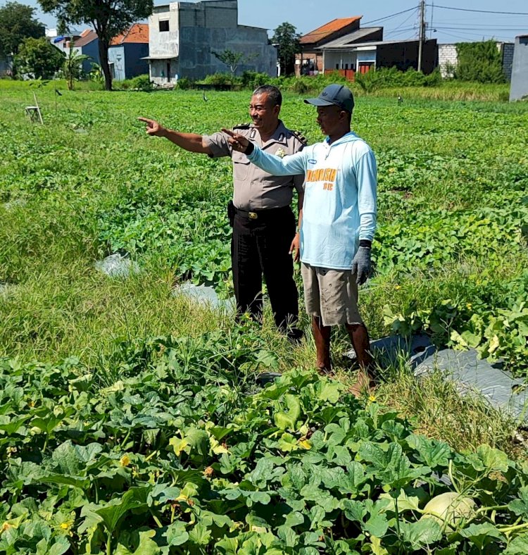 Polsek Tanggulangin Dukung Ketahanan Pangan, Tinjau Lokasi Rencana Tanam Jagung Hibrida di Kedensari
